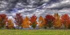 Autumn Colours - Stanley - VIC (PBH4 00 13325)